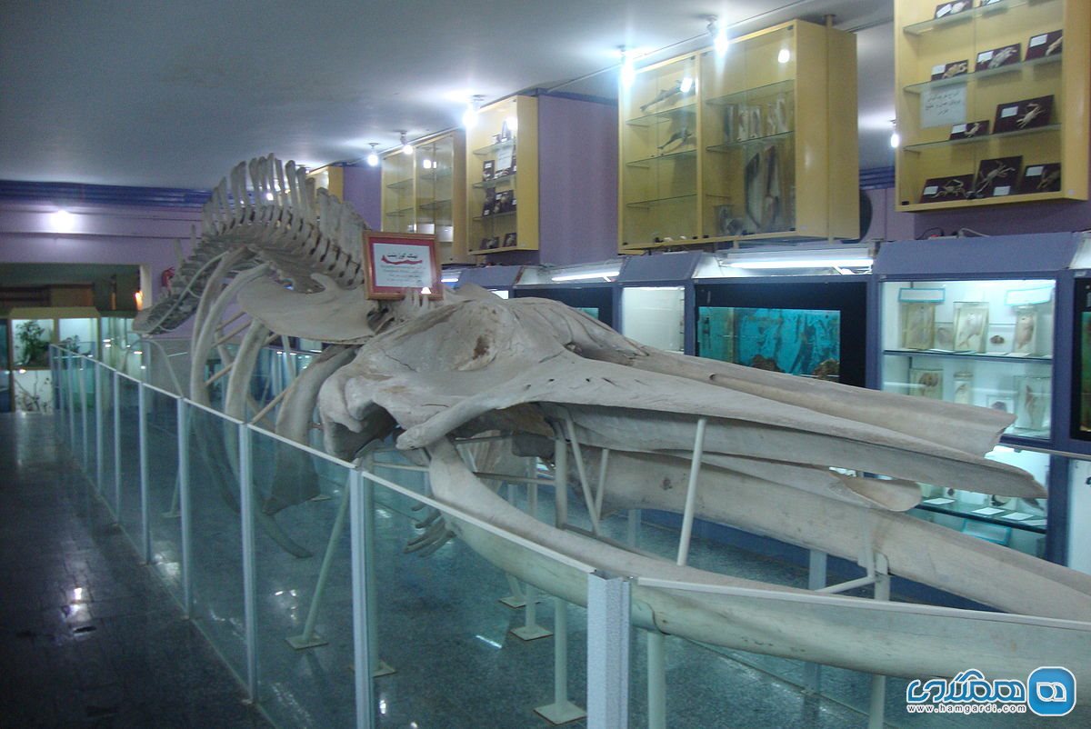 موزه تاریخ طبیعی همدان