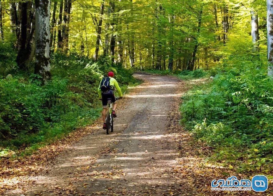  دوچرخه سواری در جنگل های راش