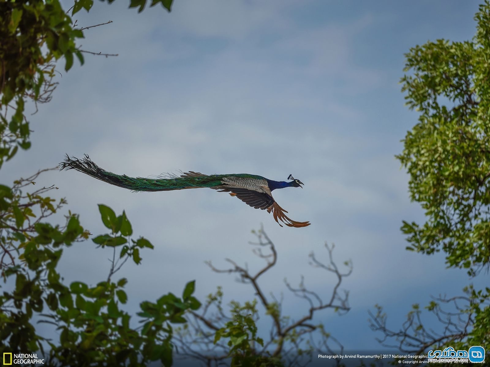عکس منتخب نشنال جئوگرافیک | پرواز طاووس 