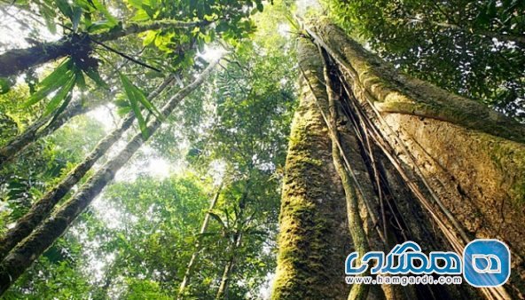 معرفی 10 تا از کشورهای میزبان درختان و گیاهان در حال انقراض