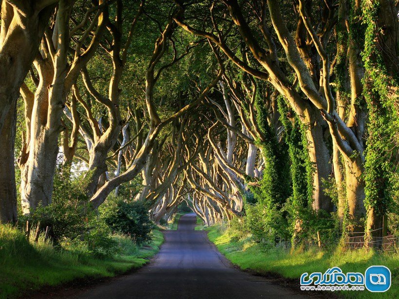 جاده پادشاهی King's Road : جاده دارک هجز Dark Hedges در بالی مانی Ballymoney در ایرلند شمالی