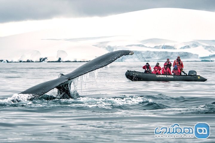 سواری روی قایق بادی و تماشای نهنگ ها را تجربه کنید