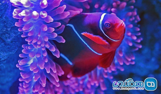 دیواره بزرگ مرجانی Great Barrier Reef