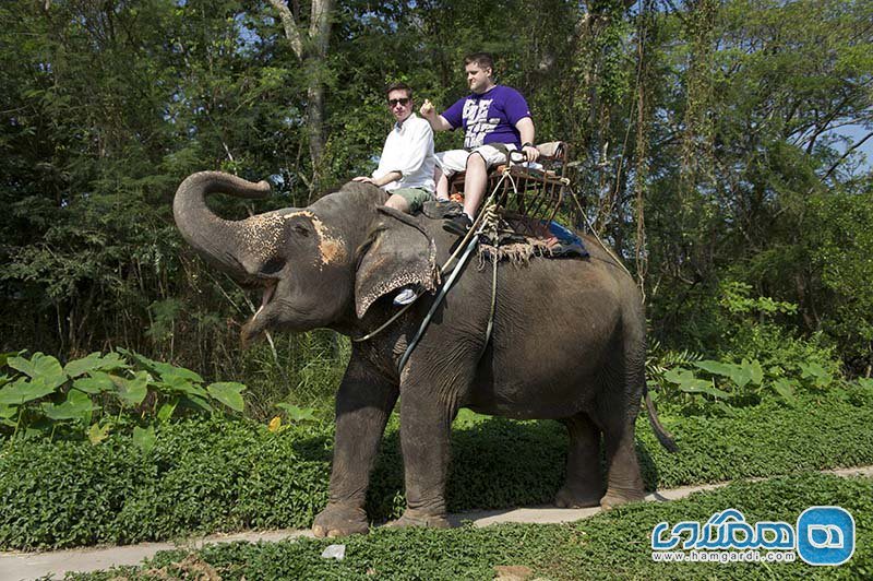فیل سواری در تایلند