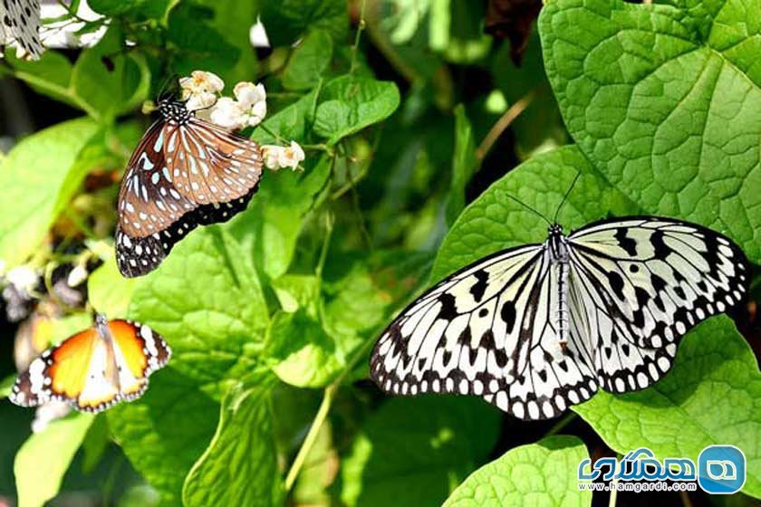 باغ های پروانه و عالم حشرات