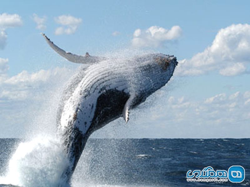 نهنگ لس آنجل