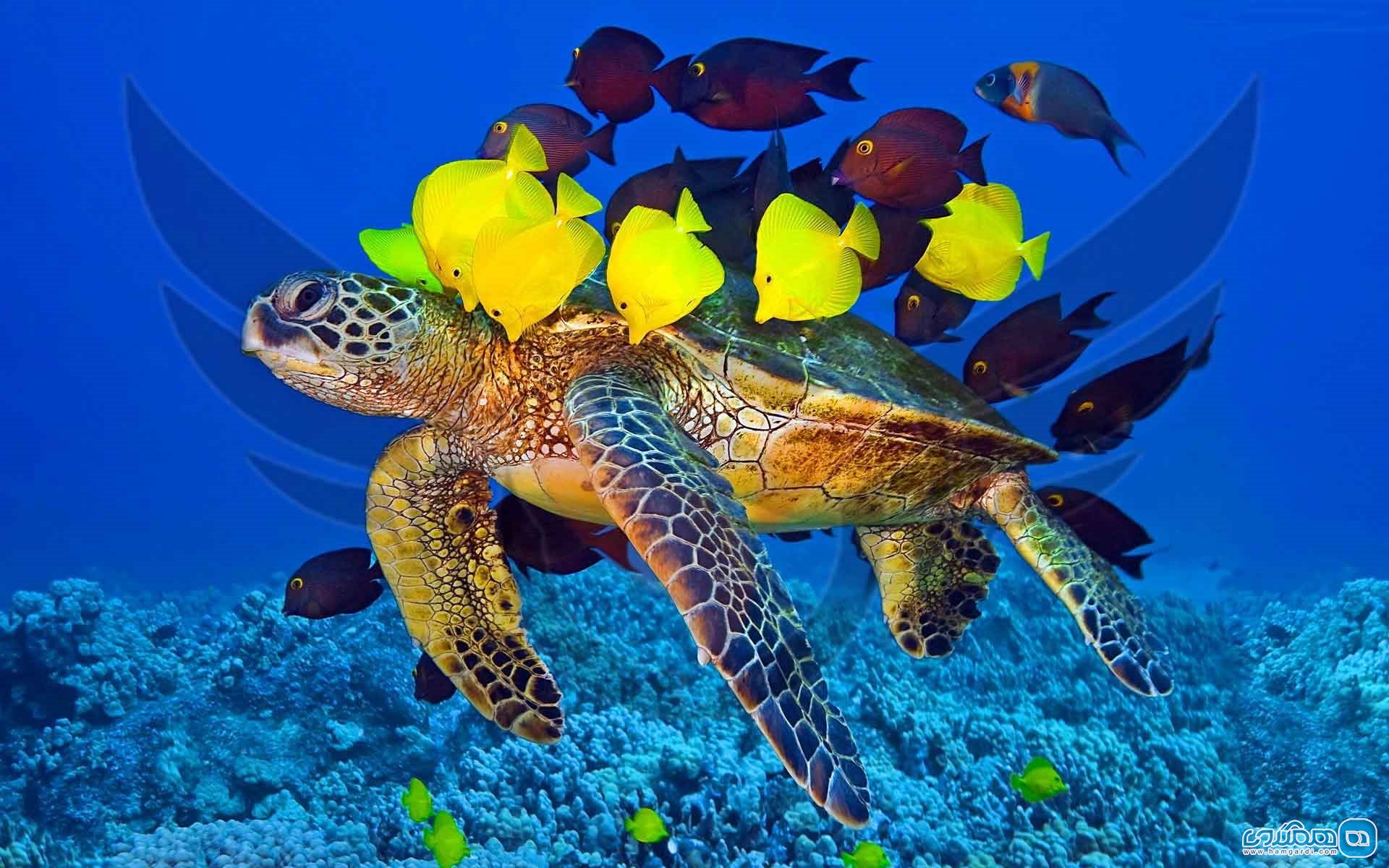تفریح با لاکپشت های دریایی در مالدیو