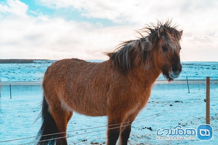 زیبا ترین نقاط ایسلند : زیستگاه های اسب های ایسلندی