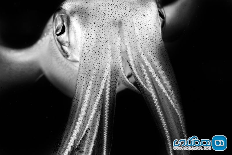 عکس منتخب نشنال جئوگرافیک | ماهی مرکب کنجکاو