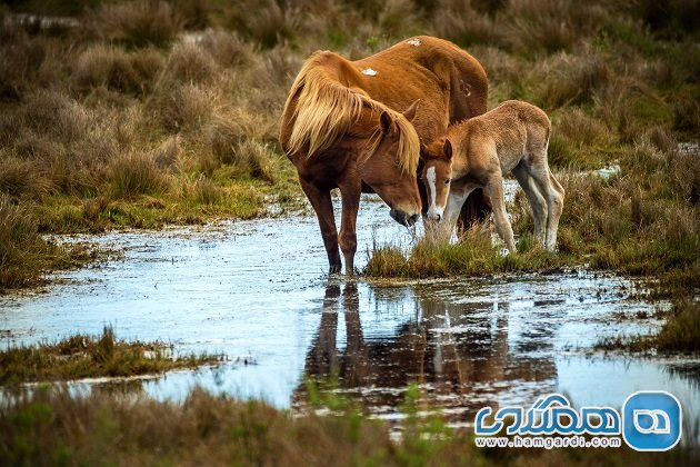 شینکوتیگ Chincoteague