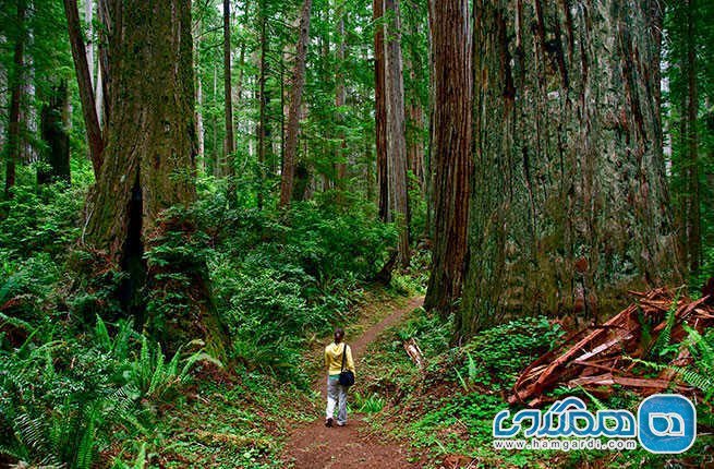 پارک ملی ردوود Redwood National park