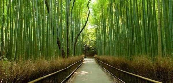 جنگل بامبو در کیوتو (Sagano Bamboo Forest)