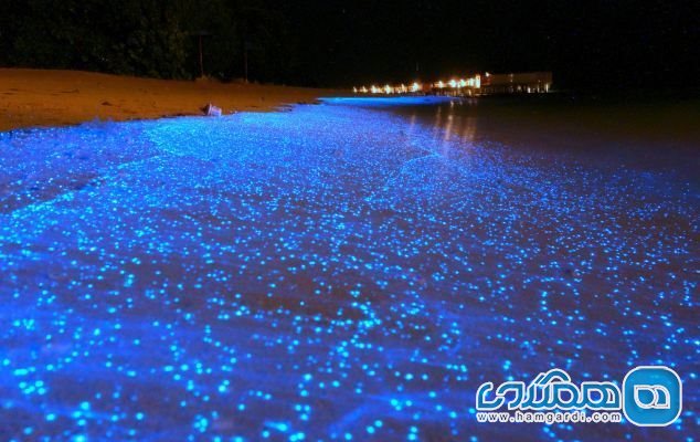 دریای ستاره های جزیره وادهو در مالدیو (Vaadhoo)