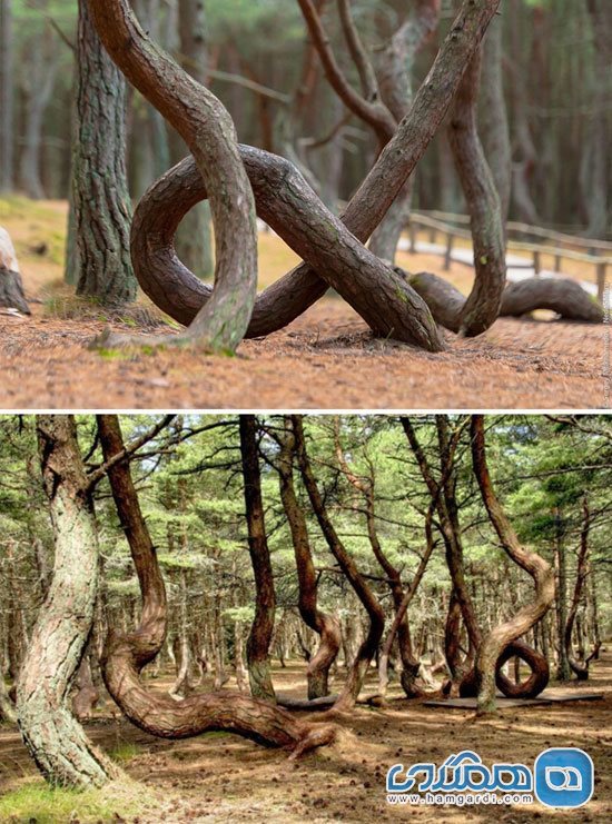 جنگلی با درختان رقصان