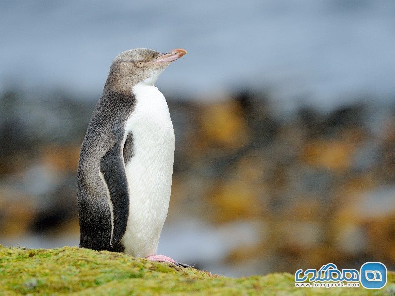 پنگوئن ها در نیوزیلند