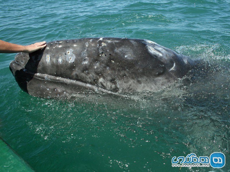 نهنگ های خاکستری در تالاب سن منگاریو، مکزیک