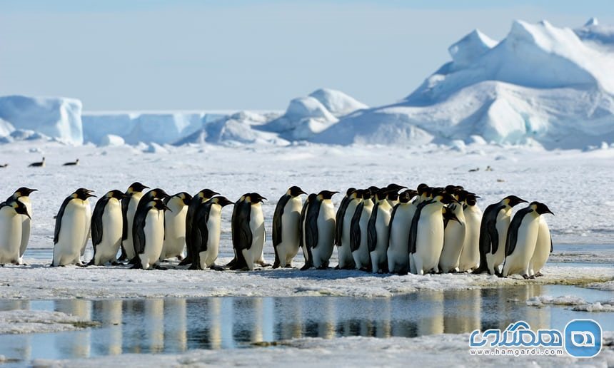 نهنگ ها و پنگوئن ها در یک سفر دریایی قطب جنوب
