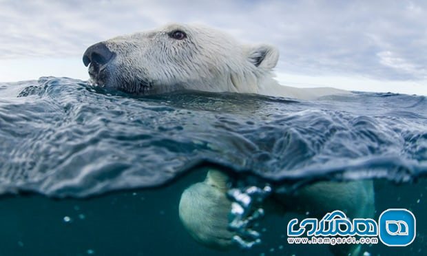 خرس های قطبی در خلیج هادسون، کانادا
