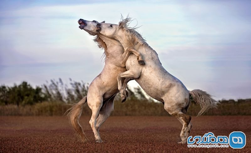 عکس منتخب نشنال جئوگرافیک | جدال اسب های وحشی