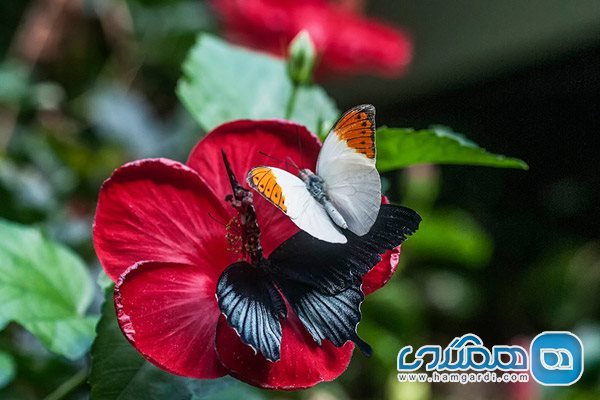 بازدید باغ پروانه های ویکتوریا