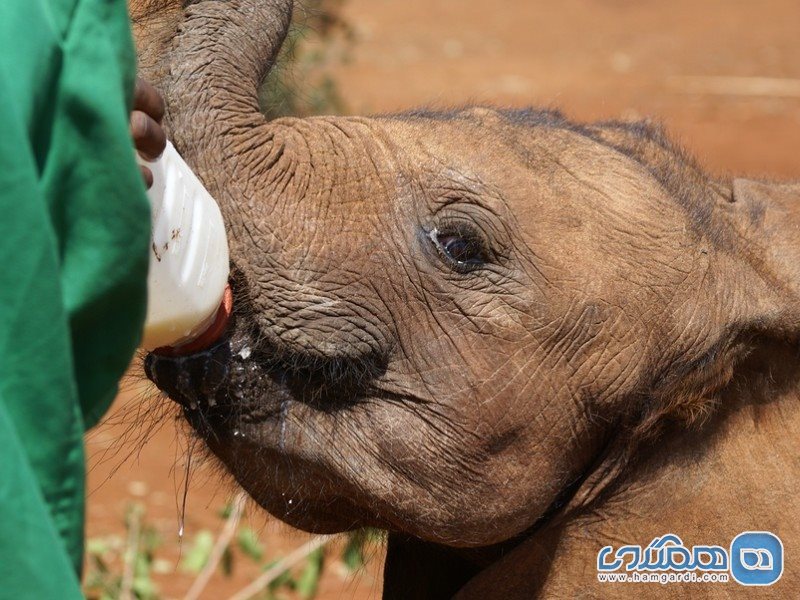 بنیاد David Sheldrick Wildlife Trust