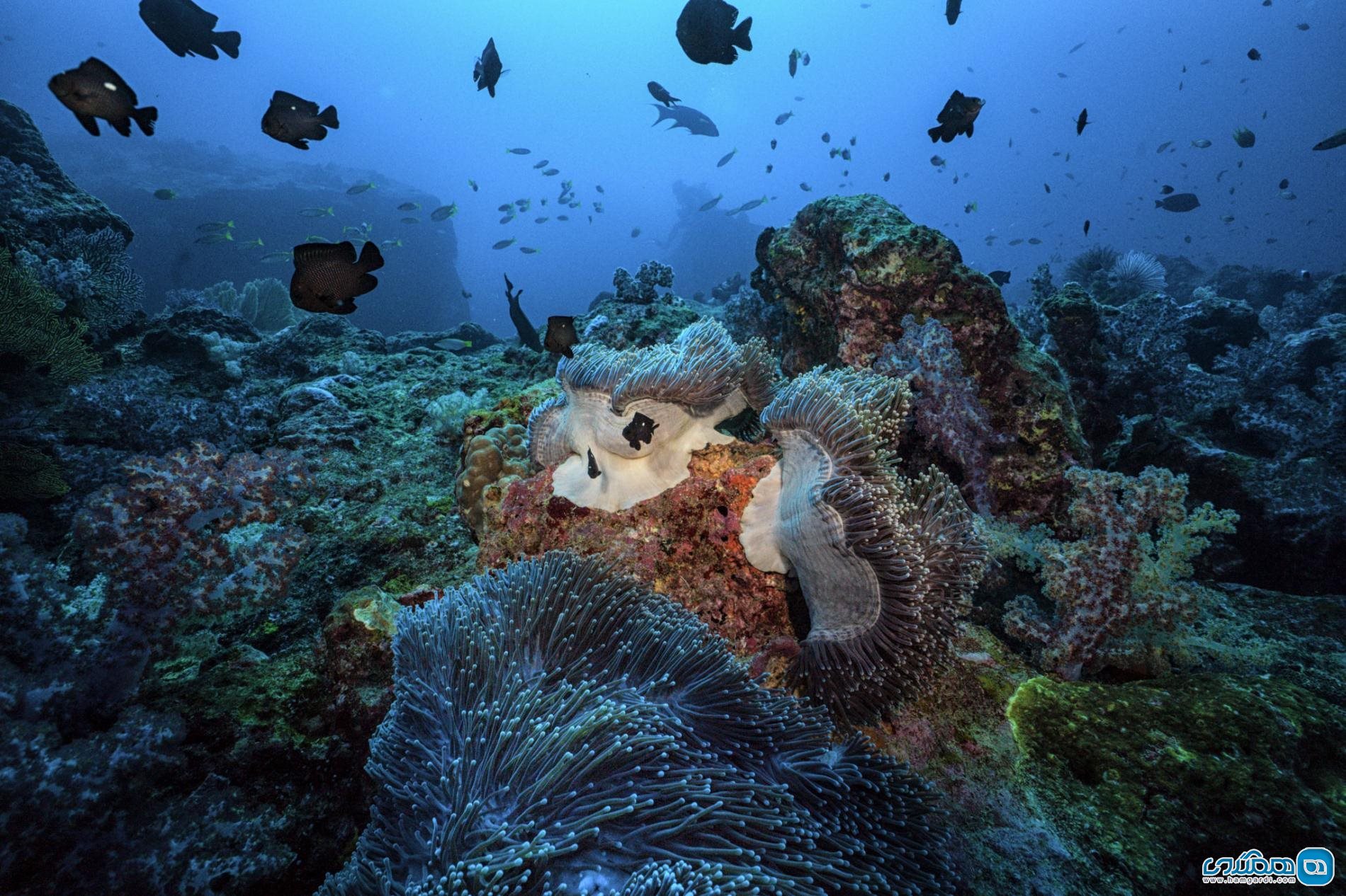 صخره مرجانی در فیجی