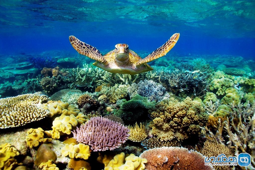  Great Barrier Reef استرالیا3