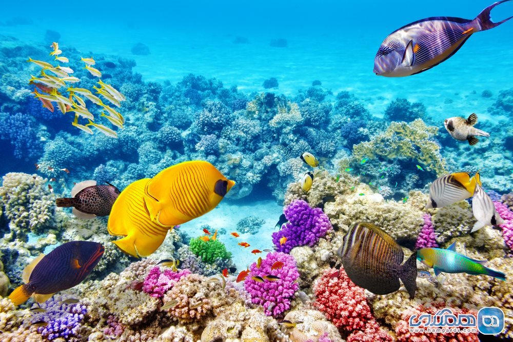  Great Barrier Reef استرالیا2