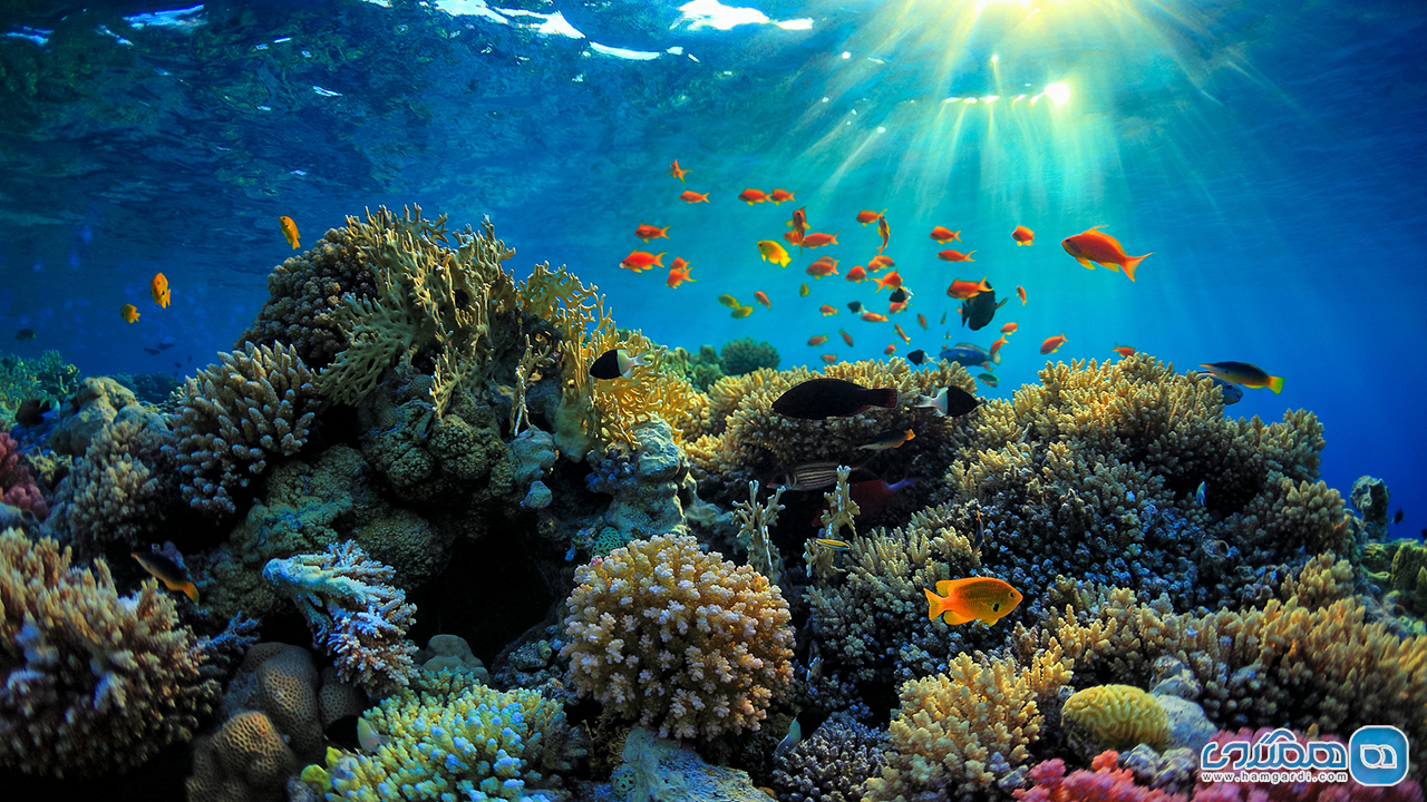  Great Barrier Reef استرالیا