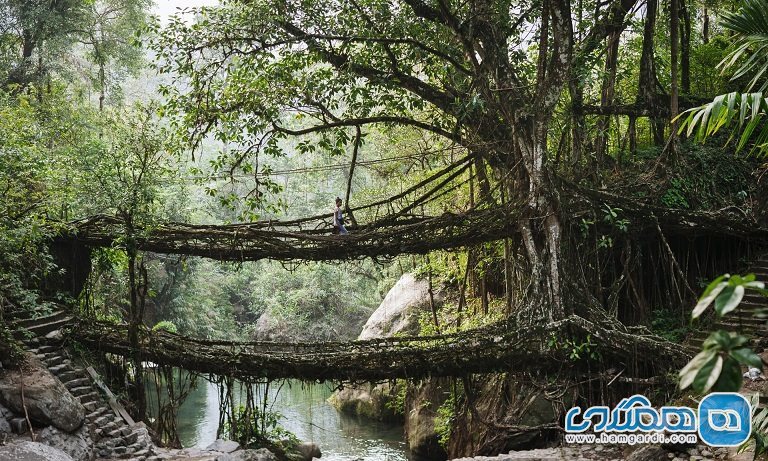 پل هایی از ریشه درخت در شهر چراپونچی Cherrapunji، ایالت مگالایا Meghalaya، هندوستان