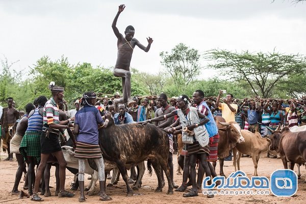 پریدن روی گاو وحشی در اتیوپی