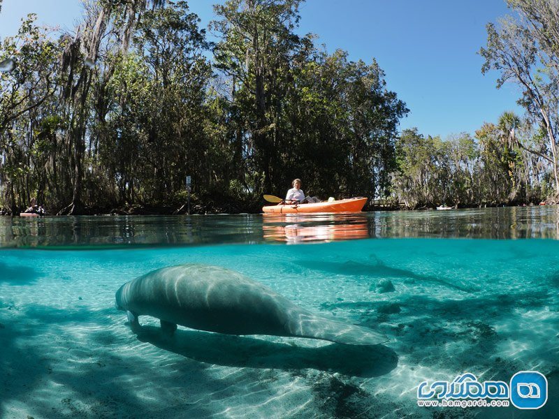 ملخ ها و تمساح ها در فلوریدا، آمریکا