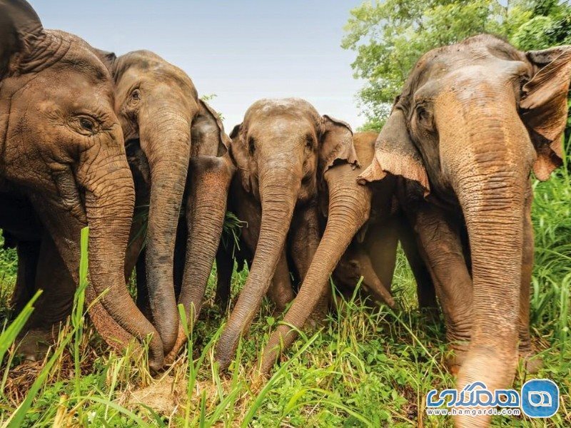 فیل ها در چیانگ مای، تایلند