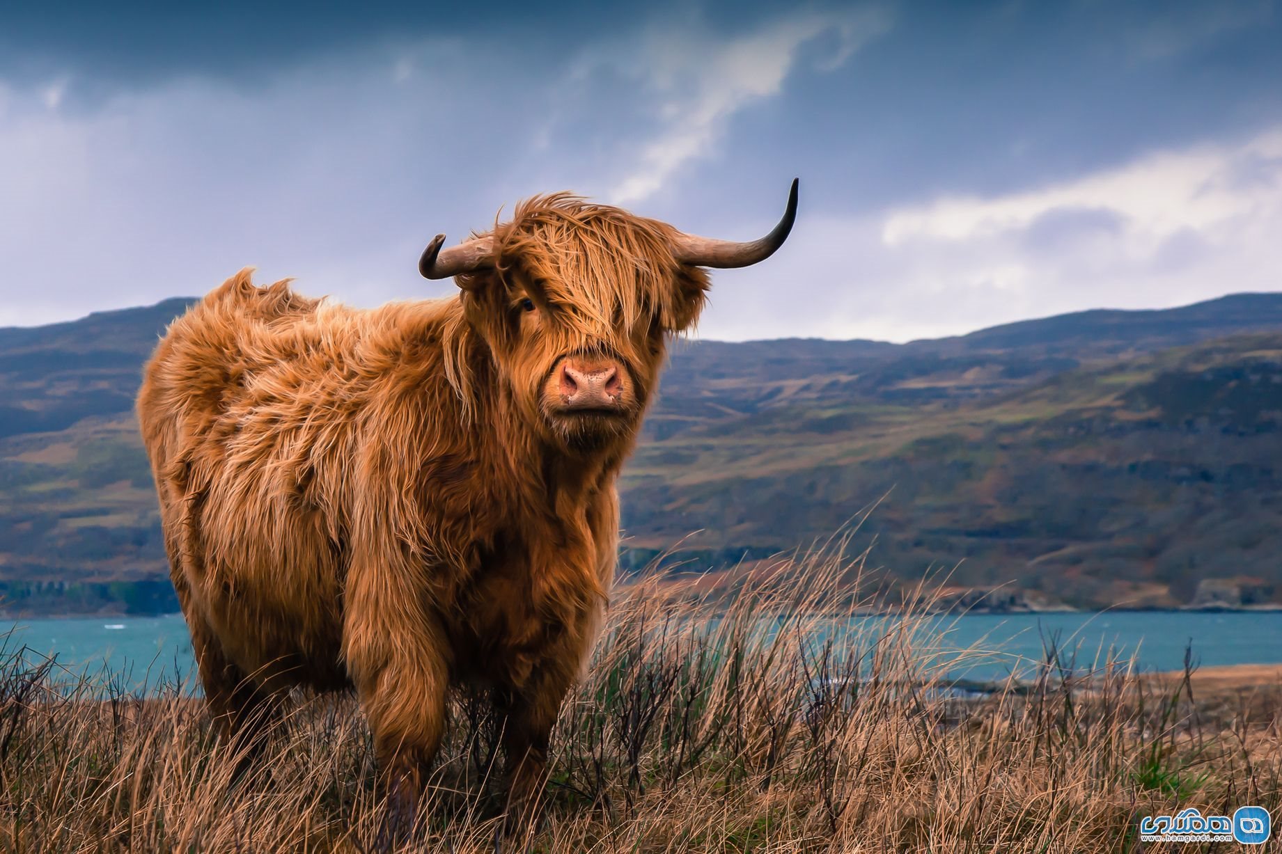 گاوهای اسکاتلندی