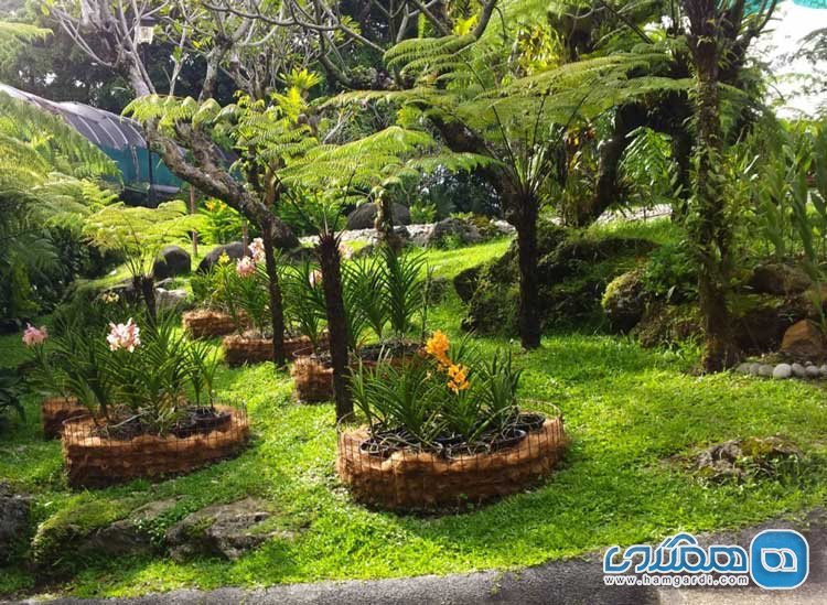  بازدید از باغ زیبای هیبیسکوس شهر کوالالامپور مالزی 