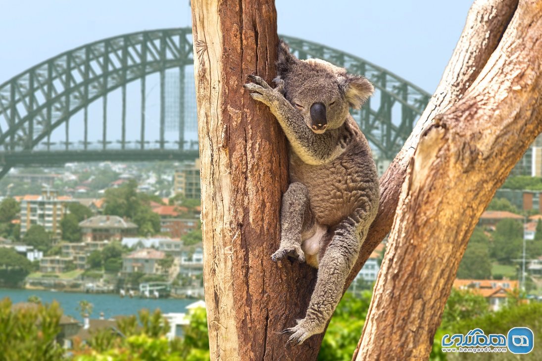 چیز هایی که قبل از سفر به استرالیا باید بدانید