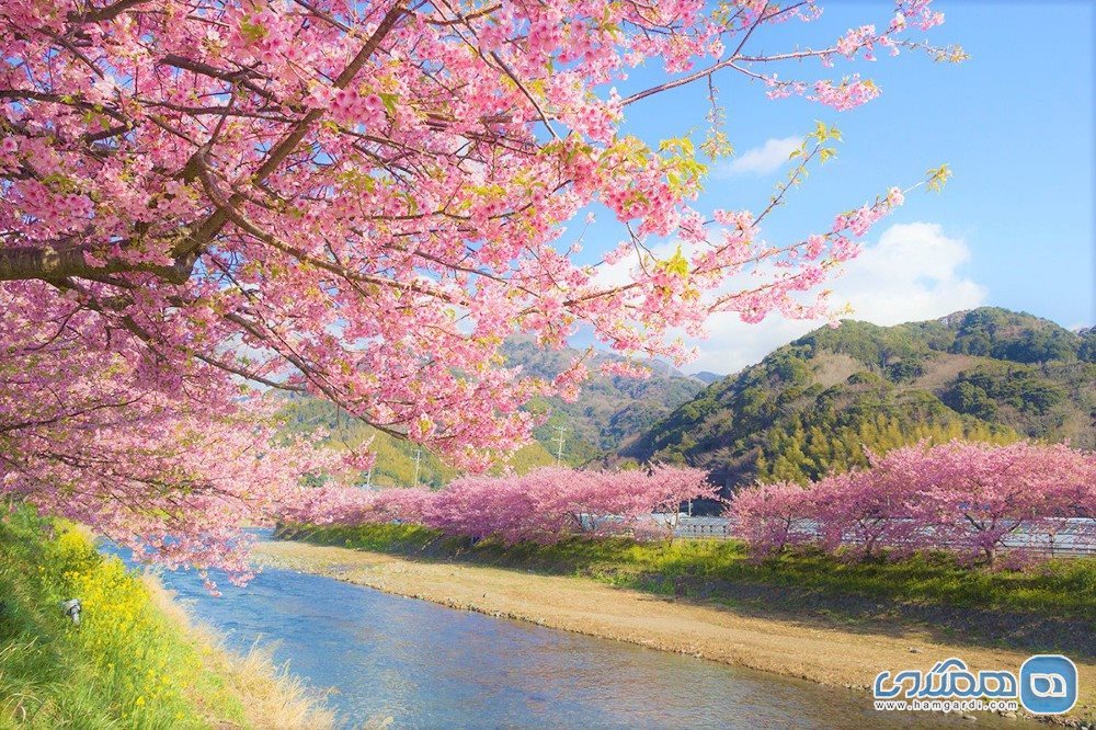 تماشای زودهنگام شکوفه های گیلاس