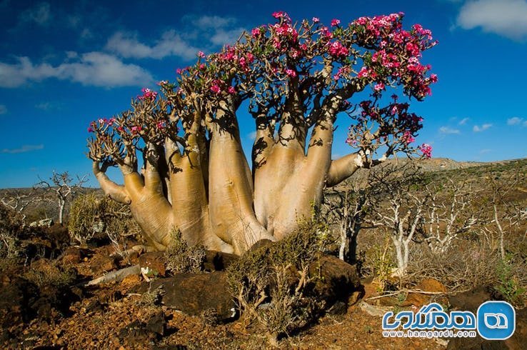 ویژگی های عجیب و غریب جزیره سقطرا : درختان پای فیل