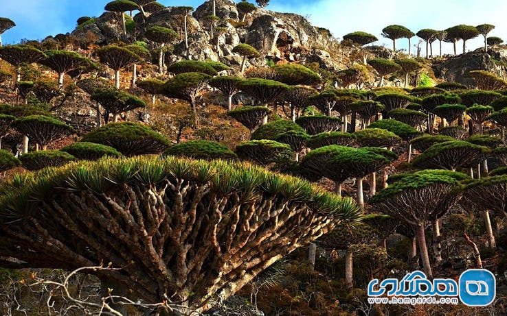 ویژگی های عجیب و غریب جزیره سقطرا : کوه هایی مملو از درختان فرازمینی