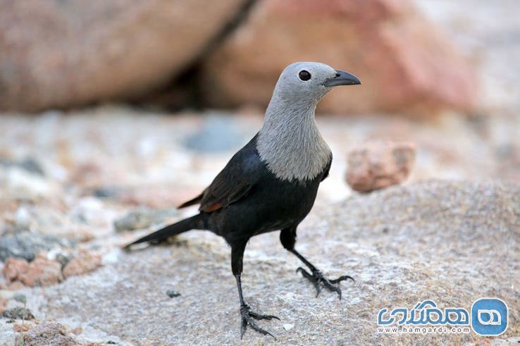 ویژگی های عجیب و غریب جزیره سقطرا : پرنده ای به نام سار سقطرا