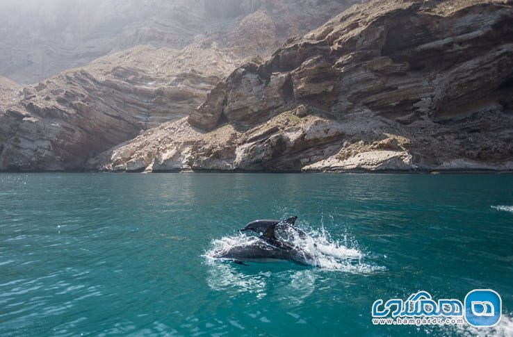 ویژگی های عجیب و غریب جزیره سقطرا : شنای دلفین ها در کنار غار ها