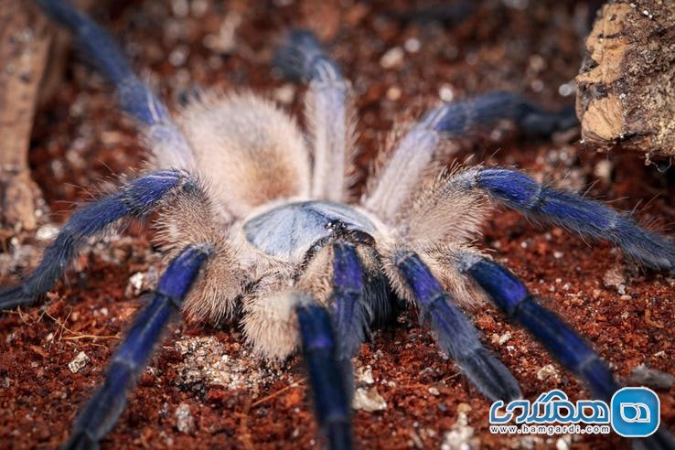 ویژگی های عجیب و غریب جزیره سقطرا : عنکبوت آبی رنگ