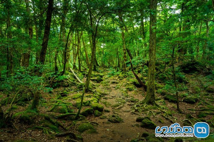 ویژگی های جنگل آئوکیگاهارا Aokigahara : نبود حیات وحش