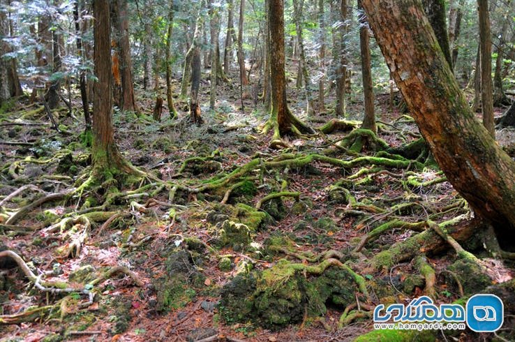 ویژگی های جنگل آئوکیگاهارا Aokigahara : ورود به هزار توی جنگل