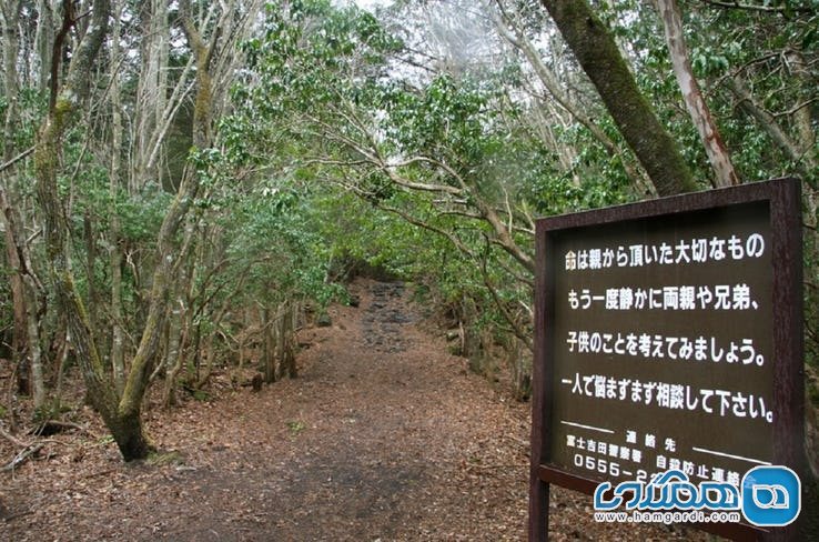 ویژگی های جنگل آئوکیگاهارا Aokigahara : گم شدن در اعماق جنگل