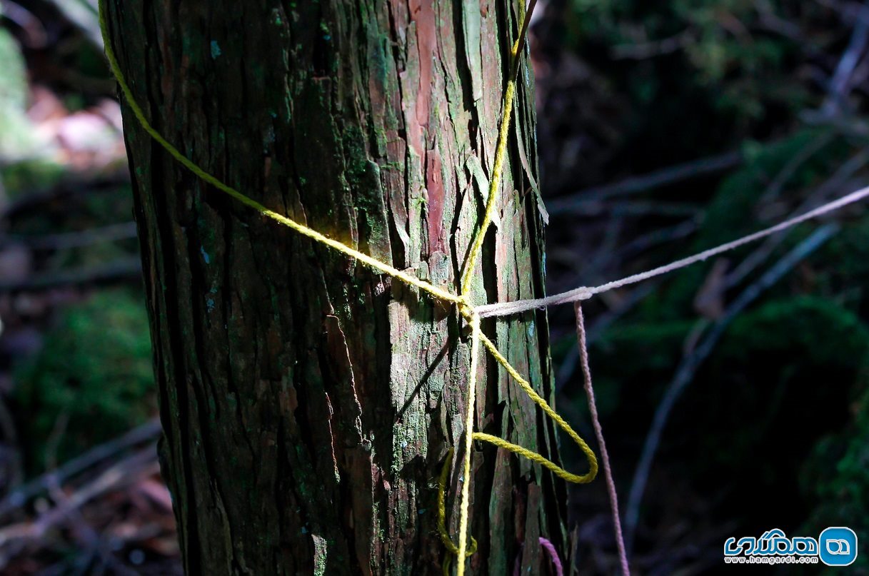 ویژگی های جنگل آئوکیگاهارا Aokigahara : یا شاید هم کارآیی تکنولوژیک