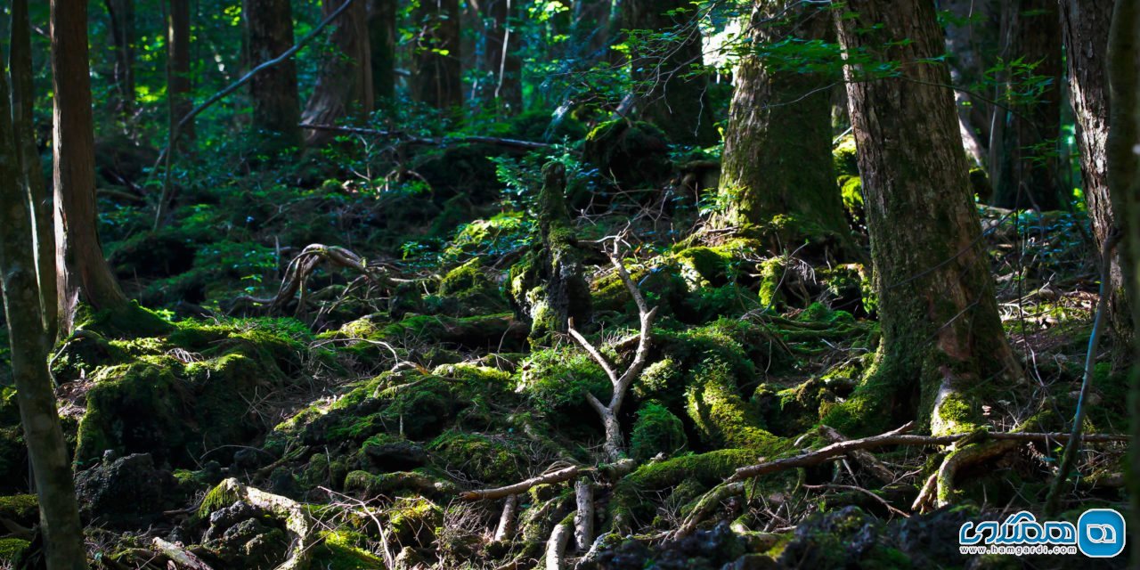 ویژگی های جنگل آئوکیگاهارا Aokigahara : کف گدازه ای جنگل