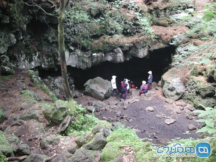 ویژگی های جنگل آئوکیگاهارا Aokigahara : وجود غار پر از خفاش