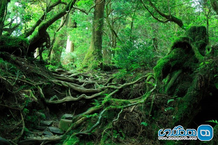 ویژگی های جنگل آئوکیگاهارا Aokigahara : نیرو های ماوراء الطبیعه