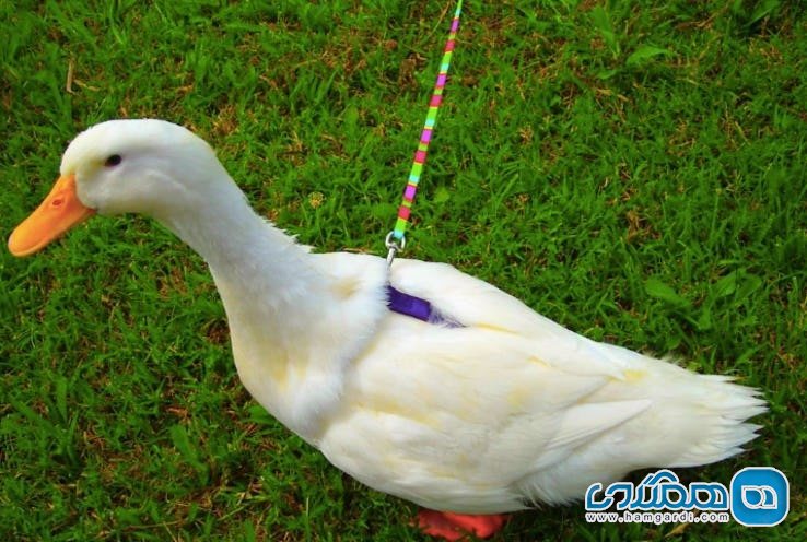 شگفتی های کشور چین : اردک های دارای قلاده